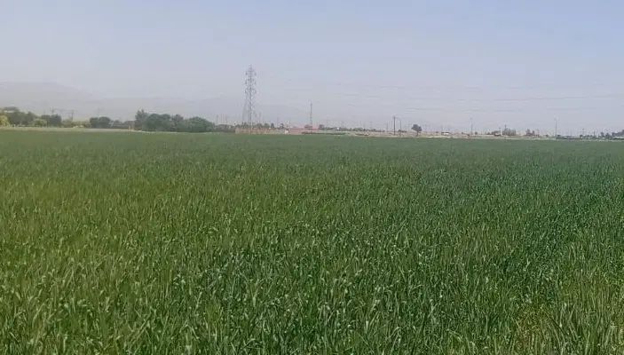 کاربر پنجره وب